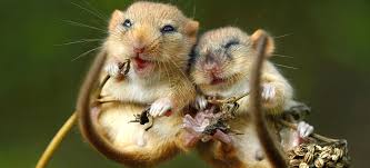 Dormice: Britain's sleepiest, and most charming little creatures